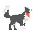 Cute Border Collie Dog, Side View of Shepherd Pet Animal with Black White Coat in Red Neckerchief Cartoon Vector Royalty Free Stock Photo