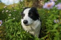 Cute border collie dog sitting in autumn flowers Royalty Free Stock Photo