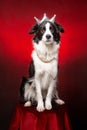 Cute border collie dog of white and black color wearing royal crown and necklace sitting at red velvet background Royalty Free Stock Photo