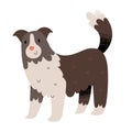 Cute border collie illustration, sheepdog or shepherd dog, vector clipart isolated Royalty Free Stock Photo