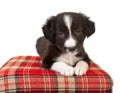 Cute border collie puppy Royalty Free Stock Photo