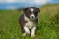 Cute border collie puppy in a meadow Royalty Free Stock Photo