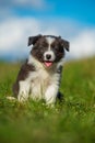 Cute border collie puppy in a meadow Royalty Free Stock Photo