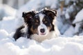 Cute Border collie puppy playing in snow.