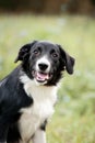 Cute border collie puppy portrait