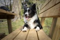 A cute border collie puppy reflects on existence lying on a wooden bench in the park. Royalty Free Stock Photo