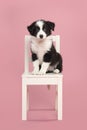 Cute border collie puppy sitting on a white wooden chair on a pink background looking at the camera Royalty Free Stock Photo