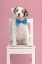 Cute border collie puppy sitting on a white chair on a pink background wearing a blue bow tie looking at the camera Royalty Free Stock Photo