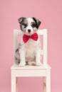 Cute border collie puppy sitting on a white wooden chair on a pink background wearing a pink bow tie Royalty Free Stock Photo