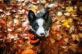 Cute border collie puppy waits for treats