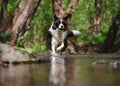 Border Collie Runs in Water Royalty Free Stock Photo