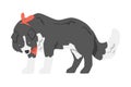 Cute Border Collie Shepherd Pet Dog with Black White Coat Cartoon Vector Illustration Royalty Free Stock Photo