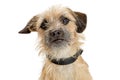 Cute Border Terrier Dog Closeup Royalty Free Stock Photo