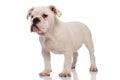 Cute and bored english bulldog stands and looks to side Royalty Free Stock Photo