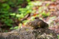 Cute Bornean mountain ground squirrel sitting on rock at Mount K Royalty Free Stock Photo