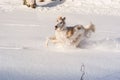 Cute borzoi dog running around in a white field outside, playfully throwing snow everywhere Royalty Free Stock Photo