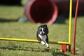 Cute Boston Terrier on agility jump Royalty Free Stock Photo