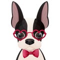 Cute boston terrier dog with heart, adorable pet in cartoon style isolated on white background. Comic emotional