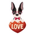 Cute boston terrier dog with heart, text Love, adorable pet in cartoon style isolated on white background. Comic