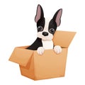 Cute boston terrier dog sitting in the box, adorable pet in cartoon style isolated on white background. Comic emotional