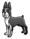 Cute boston terrier dog