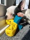 Cute Boston Terrier puppy chewing a plastic, rubber toy. She is inside but in the sunhine. One eye is wide open looking at the Royalty Free Stock Photo