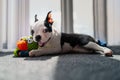 Cute Boston Terrier puppy portrait, she is looking at the camera smiling. She is lying down with a toy in her front paws indoors o Royalty Free Stock Photo