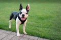 Cute Boston Terrier puppy standing outside smiling. She has her tounge out. She is wearing a harness.There is copyspace Royalty Free Stock Photo