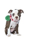 Cute Boston Terrier puppy on white Royalty Free Stock Photo