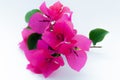 Cute Bougainvillea on white background