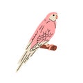 Cute Bourke, sundown parrot. Exotic pink-bellied parakeet. Tropical jungle bird sitting on perch. Funny birdie