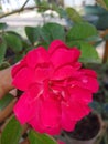 Cute Bowl Rose Plant