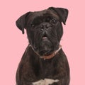 cute boxer dog with collar looking up and being curious while sitting Royalty Free Stock Photo