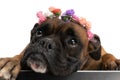 Cute boxer dog with colorful flowers headband looking up