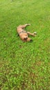 Cute boxer dog resting on grass Royalty Free Stock Photo