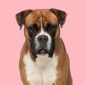 cute boxer dog sitting on pink background and looking forward Royalty Free Stock Photo