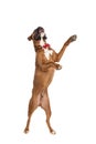 Cute boxer dog trying to fetch something above him