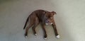 Cute Boxer pitbull laying on the carpet