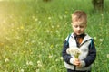 Cute boy with blond hair on a walk. A boy with a dandelion in his hands Royalty Free Stock Photo