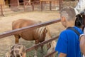 Cute boy child watching a pony near the paddock at the zoo. A child looks at a small pony horse in a petting zoo. Over Royalty Free Stock Photo