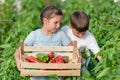 Cute boy and girl harvesting fresh peppers. Royalty Free Stock Photo