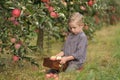 A cute boy is picking apples in an apple orchard and holding an apple. Royalty Free Stock Photo