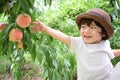 cute boy is picking fruits which are fresh peaches