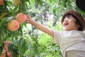 cute boy is picking fruits which are fresh peaches