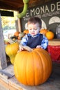 Cute Boy Picking Pumpkin Royalty Free Stock Photo