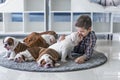 Cute boy plays on the floor on a carpet with puppies of English bulldog Royalty Free Stock Photo