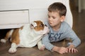 Cute boy plays on the floor on a carpet with puppies of English bulldog Royalty Free Stock Photo