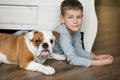 Cute boy plays on the floor on a carpet with puppies of English bulldog Royalty Free Stock Photo