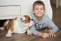 Cute boy plays on the floor on a carpet with puppies of English bulldog Royalty Free Stock Photo