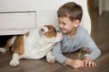 Cute boy plays on the floor on a carpet with puppies of English bulldog Royalty Free Stock Photo